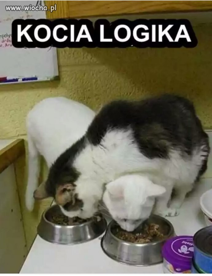 Kocia logika