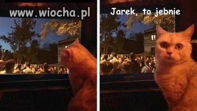 Może kota posłucha 