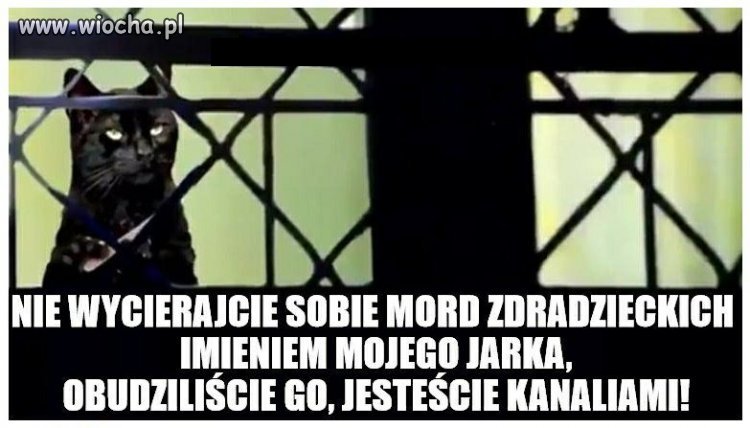 Kot przemówił 