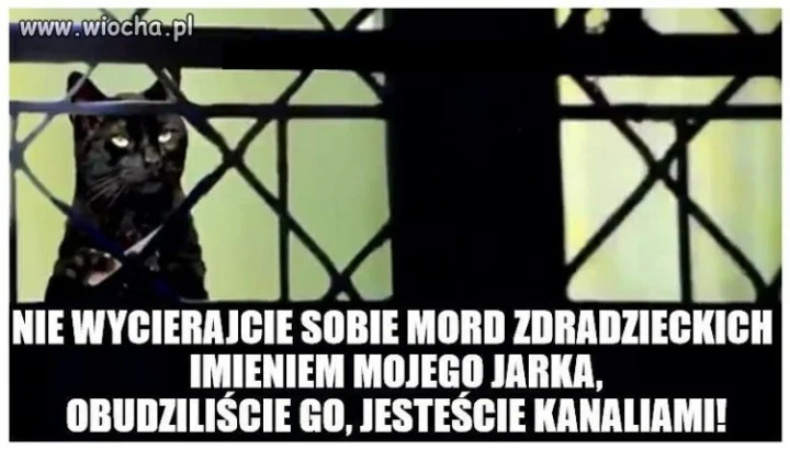 Kot przemówił 