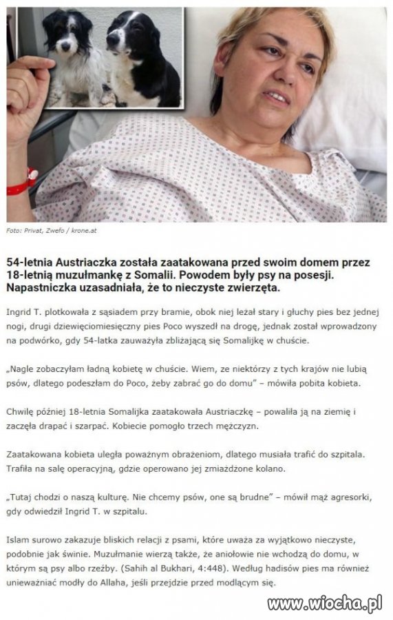 Pieskie życie "ubogacanych" kulturowo
