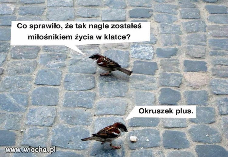 Okruszek plus