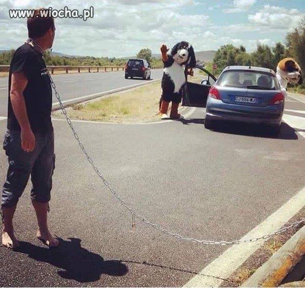 Pies wyjeżdża na wakacje!