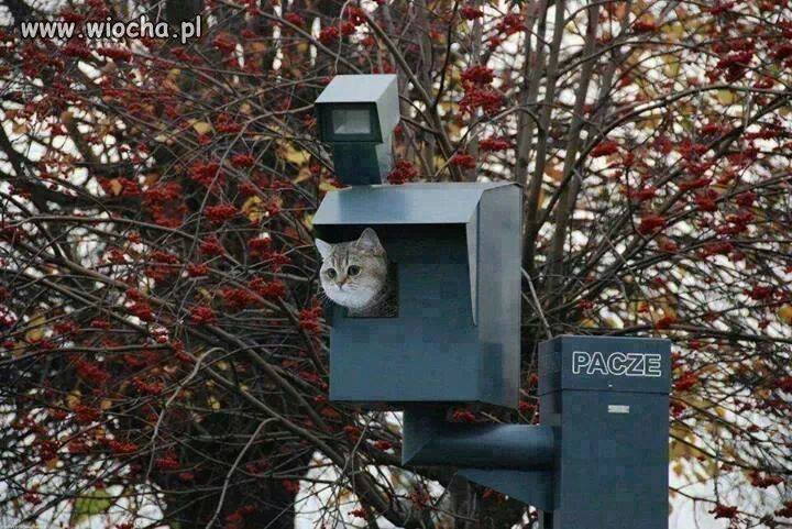 Co ja pacze