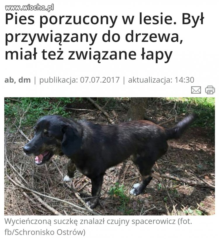 Kilka słów do  byłego ,,właściciela" tego pieska 