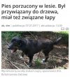 Kilka słów do  byłego ,,właściciela" tego pieska 