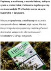 Można ??
