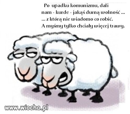 Po co owieczkom wolność