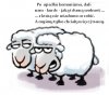 Po co owieczkom wolność