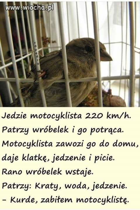 Wyznanie wróbelka