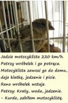 Wyznanie wróbelka