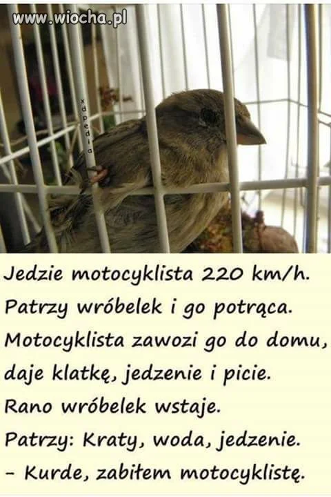 Wyznanie wróbelka