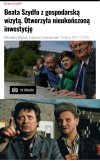 Bareja wiecznie żywy