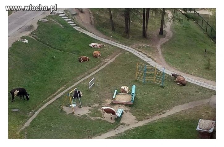 Plac zabaw dla bydła