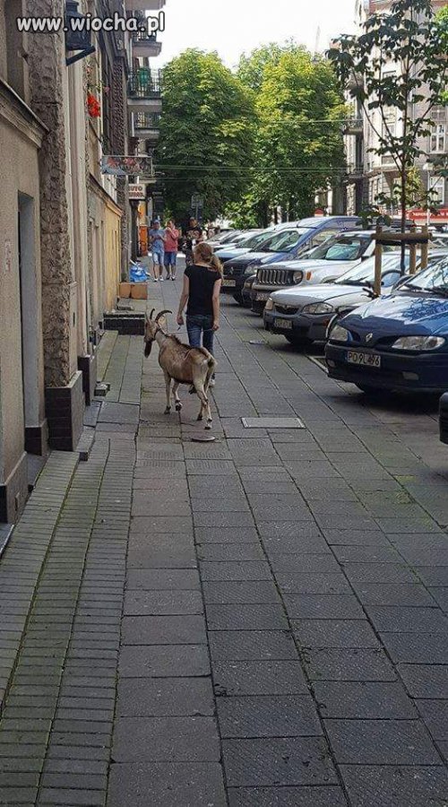 Tymczasem 