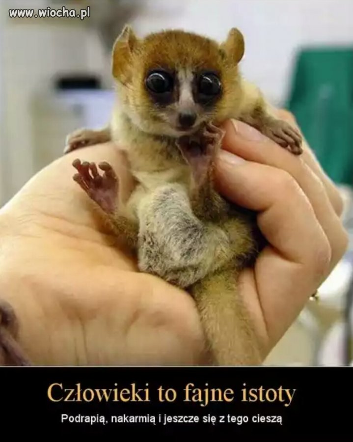 Coś w tym jest