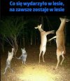 Tymczasem w lesie
