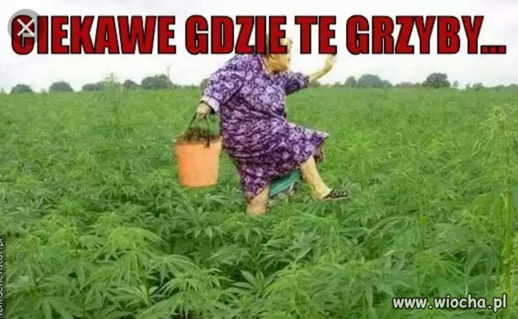 Ciekawe gdzie te grzyby?