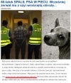 Do 3 lat dla lepszego sortu za miłość do zwierząt