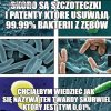 Bakteria