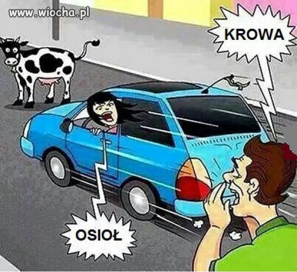 Krowa