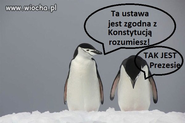 Trybunał Konstytucyjny 