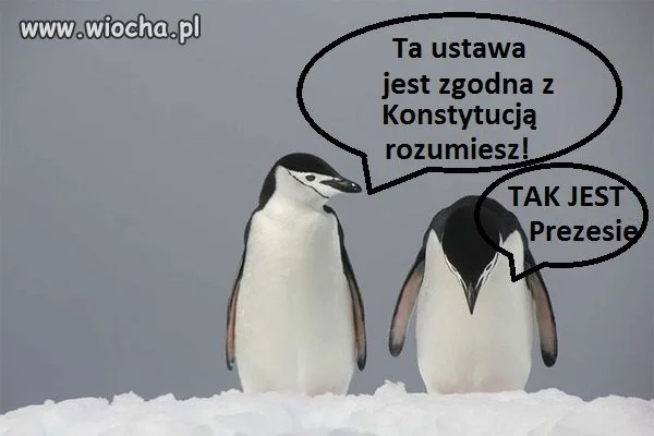  Trybunał Konstytucyjny 