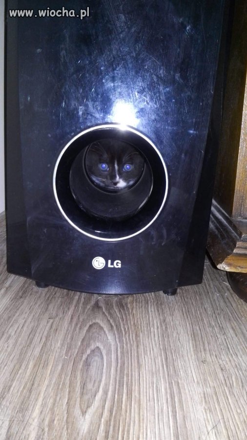 Kot incognito 