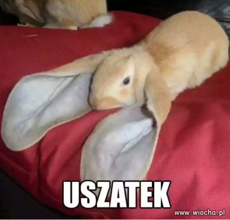 Uszatek