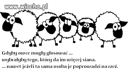 Owce głosowały