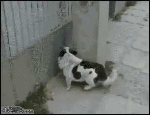 Ha ha ha...