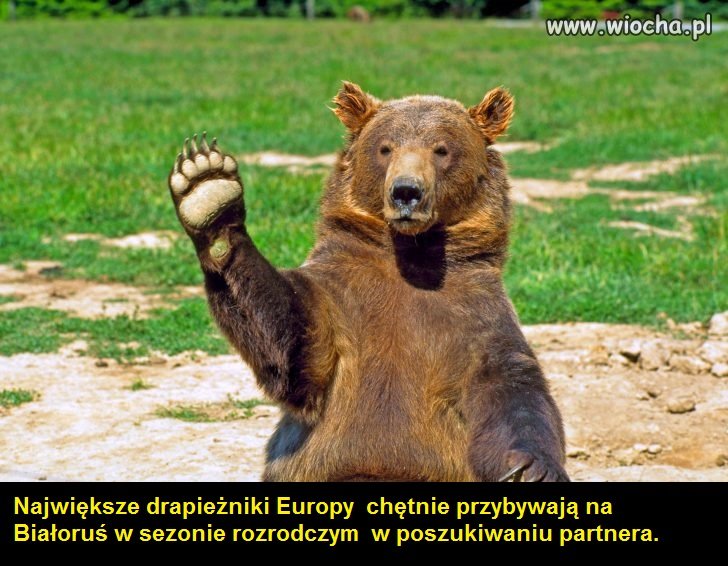 Rosyjskie niedźwiedzie masowo emigrują na Białoruś