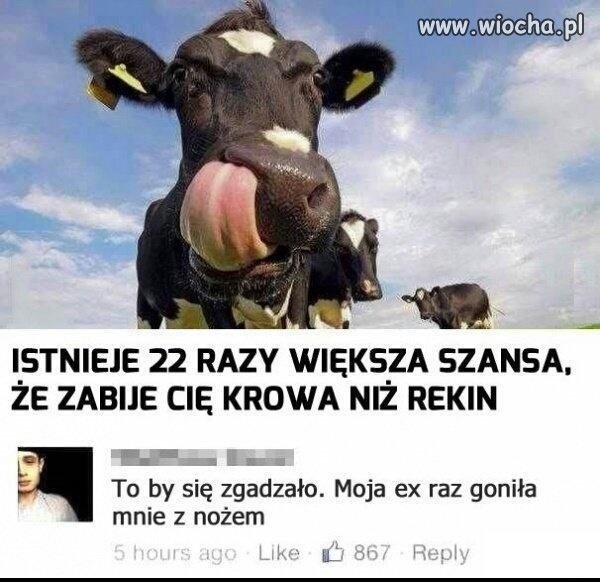 Krowa