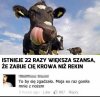 Krowa