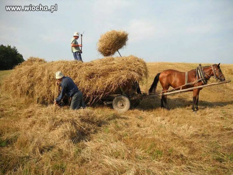 Wakacje u rodziny albo dziadków