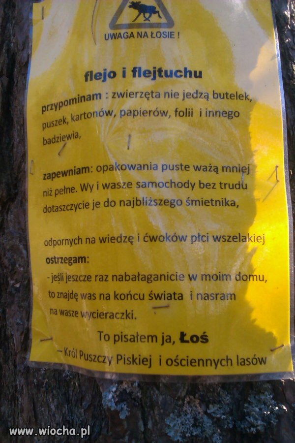 Łoś...