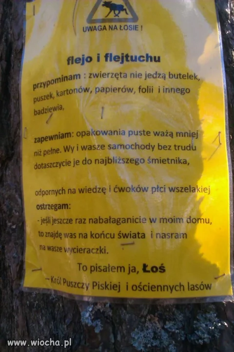 Łoś...