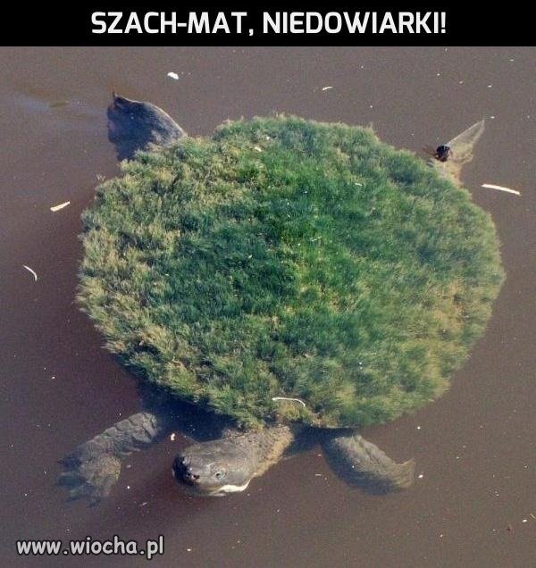 Zdziwiony?