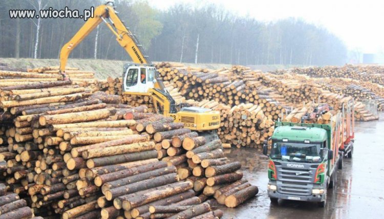 Puszcza Białowieska po "dobrej zmianie"...