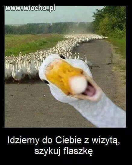 Goście idą.