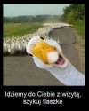 Goście idą.