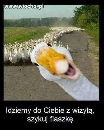 Goście idą.