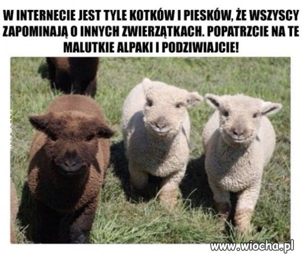 Najsłodziej..