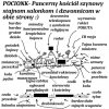 Ściśle tajny projekt pocionku Antka