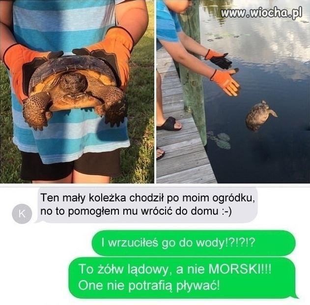 Był żółw, nie ma żółwia