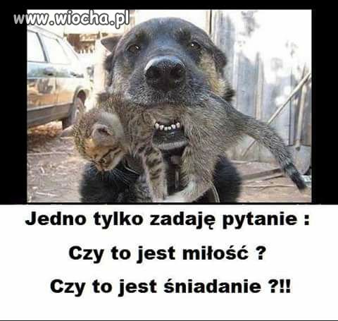 Jedno pytanie