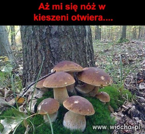 Kozik sam się otwiera