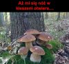 Kozik sam się otwiera