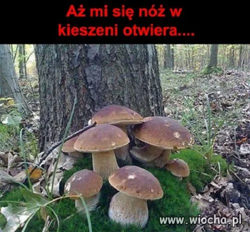 Kozik sam się otwiera