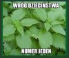 Chyba teraz też